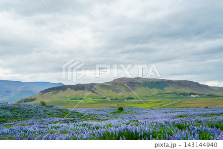 Nootka lupine field in Iceland 143144940