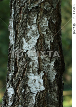 Birch Tree Bark Texture Rough Cracked White and Black Trunk Close Up 143145002