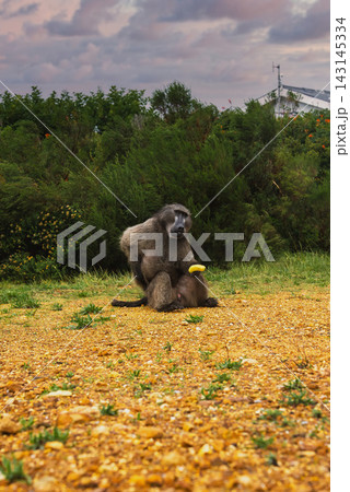 Chacma baboon holding a banana in Cape Town South Africa 143145334