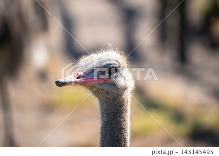 Head and neck of an ostrich on a farm in Cape Town 143145495