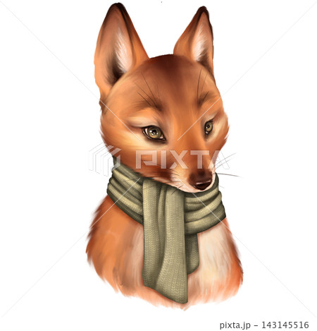 Cute fox in scarf Cute fox in scarf 143145516