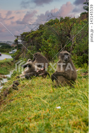 Chacma Baboons Rest on a Grassy Hillside in Cape Town Chacma Baboons Rest on a Grassy Hillside in Cape Town 143145539
