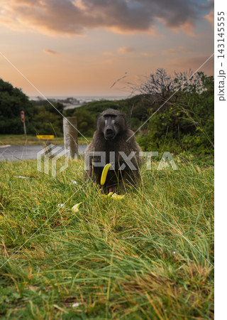 Chacma baboon sits in the grass eating bananas near Cape Town Chacma baboon sits in the grass eating bananas near Cape Town 143145555