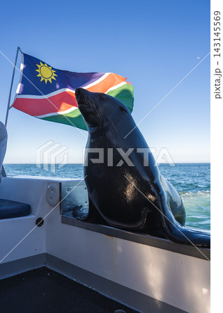 A Cape fur seal rests on a tourist boat under the flag of Namibia 143145569