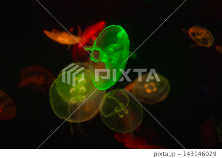 Translucent moon jellyfish drift in a dark aquarium at Gran Canaria. A vivid green specimen centers among amber and red forms, with clover gonads and fine tentacles. 143146029