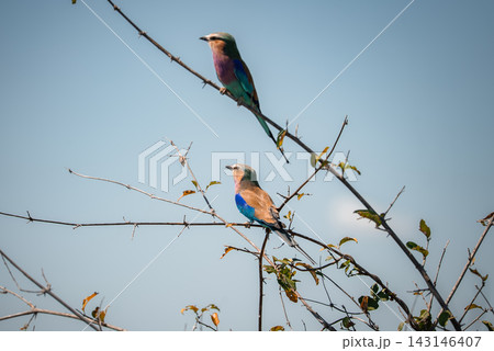 Two lilac breasted rollers perch on spindly branches in Chobe National Park, Botswana, warm light highlights lilac, turquoise, and teal plumage against clear sky. 143146407