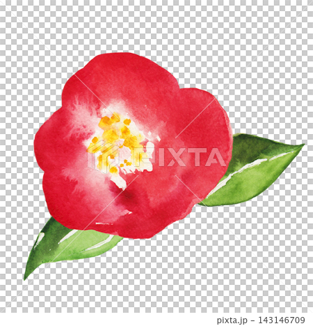 Red Camellia Flower - Hand-Painted Watercolor Illustration Red Camellia Flower - Hand-Painted Watercolor Illustration 143146709