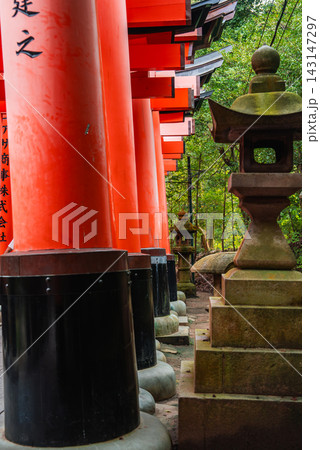 Tall vermilion torii with black bases line a narrow path at Fushimi Inari Taisha in Kyoto, Japan, mossy stone lanterns flank the route, soft daylight reveals worn textures. Tall vermilion torii with black bases line a narrow path at Fushimi Inari Taisha in Kyoto, Japan, mossy stone lanterns flank the route, soft daylight reveals worn textures. 143147297