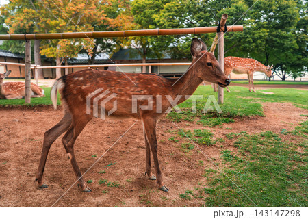 A spotted sika deer stands on sandy grass in Nara, Japan, with deer grazing near wooden railings and low traditional buildings in soft daylight and early autumn colors. 143147298