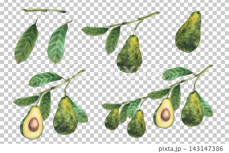 Avocado branches with whole fruits, leaves and cut halves. Realistic hand painted watercolor botanical illustration set, isolated on white background for packaging, menus, recipes and product design. Avocado branches with whole fruits, leaves and cut halves. Realistic hand painted watercolor botanical illustration set, isolated on white background for packaging, menus, recipes and product design. 143147386