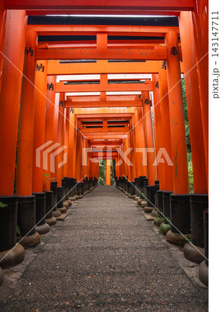 Rows of vermilion torii with black kanji form a symmetrical tunnel at Fushimi Inari Taisha in Kyoto, Japan. Daytime light reveals a quiet gravel path and stone bases. Rows of vermilion torii with black kanji form a symmetrical tunnel at Fushimi Inari Taisha in Kyoto, Japan. Daytime light reveals a quiet gravel path and stone bases. 143147711