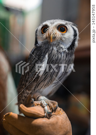 Close view of a small owl on a gloved hand near Hiroshima and Itsukushima Island. Orange eyes, bold facial markings, and fine grey feathers stand out in soft focus. 143147958