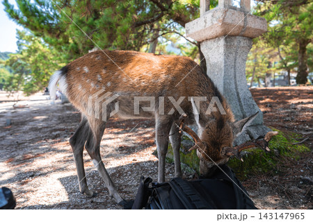 A tame Sika deer bends to search a backpack by a stone lantern on Miyajima, Hiroshima, Japan. Spotted coat and antlers stand out as it forages in a shoreline park. A tame Sika deer bends to search a backpack by a stone lantern on Miyajima, Hiroshima, Japan. Spotted coat and antlers stand out as it forages in a shoreline park. 143147965