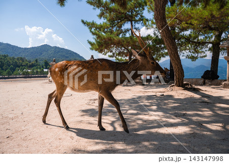 A tame deer walks along a sandy waterfront path under pine trees in Miyajima, near Hiroshima, Japan, with forested hills and the Seto Inland Sea in daylight. A tame deer walks along a sandy waterfront path under pine trees in Miyajima, near Hiroshima, Japan, with forested hills and the Seto Inland Sea in daylight. 143147998
