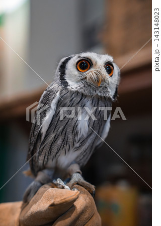 Close up owl with orange eyes sits on a falconer glove at an owl cafe in Hiroshima. Gray streaked plumage, sharp beak, soft indoor blur, intimate wildlife view. Close up owl with orange eyes sits on a falconer glove at an owl cafe in Hiroshima. Gray streaked plumage, sharp beak, soft indoor blur, intimate wildlife view. 143148023