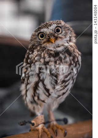 A small owl perches on a wooden bar in Japan, round eyes wide and head tilted. Leather jesses on orange feet indicate a handled bird, tight portrait with soft blur. A small owl perches on a wooden bar in Japan, round eyes wide and head tilted. Leather jesses on orange feet indicate a handled bird, tight portrait with soft blur. 143148084