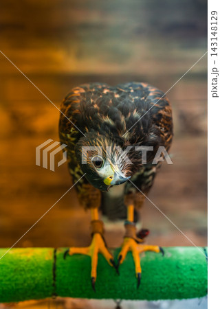 A mottled brown raptor perches on a green bar indoors, tilts its head, leather jesses on legs, sharp beak and bright talons in focus, warm wooden backdrop. A mottled brown raptor perches on a green bar indoors, tilts its head, leather jesses on legs, sharp beak and bright talons in focus, warm wooden backdrop. 143148129