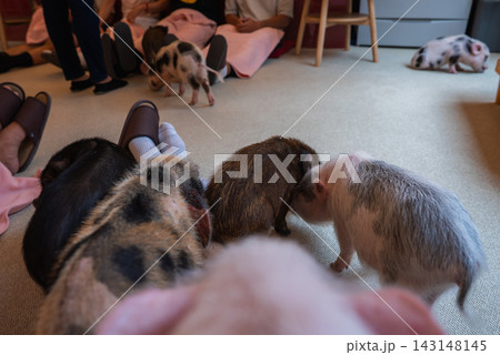 Several small piglets explore a carpeted lounge as visitors sit on low stools and cushions with blankets. Piglets sniff and nuzzle near patrons feet in a Tokyo cafe. 143148145