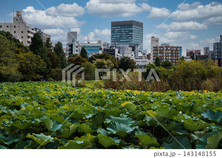 Broad lotus leaves fill the pond at Shinobazu in Ueno Park, Tokyo, as mid rise offices and a glassy rectangular tower rise behind trees on a clear daytime scene. Broad lotus leaves fill the pond at Shinobazu in Ueno Park, Tokyo, as mid rise offices and a glassy rectangular tower rise behind trees on a clear daytime scene. 143148155