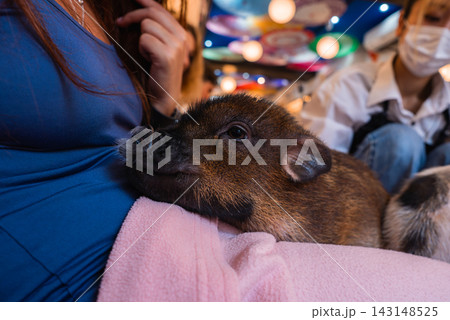 A small piglet rests on a visitor's lap on a pink blanket in a colorful Tokyo animal cafe, while another masked guest sits nearby, capturing a warm, hands on moment. A small piglet rests on a visitor's lap on a pink blanket in a colorful Tokyo animal cafe, while another masked guest sits nearby, capturing a warm, hands on moment. 143148525