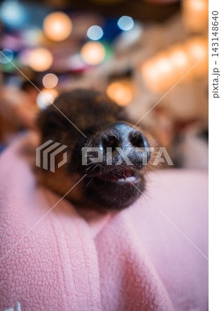 A small deer rests in a pink blanket, nose and tiny teeth in focus, warm lanterns blur behind. Indoor Tokyo animal cafe setting conveys a playful, cozy moment. A small deer rests in a pink blanket, nose and tiny teeth in focus, warm lanterns blur behind. Indoor Tokyo animal cafe setting conveys a playful, cozy moment. 143148640