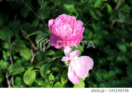 A pink peony rose bloom and a flower with half-fallen petals beneath it 143149146