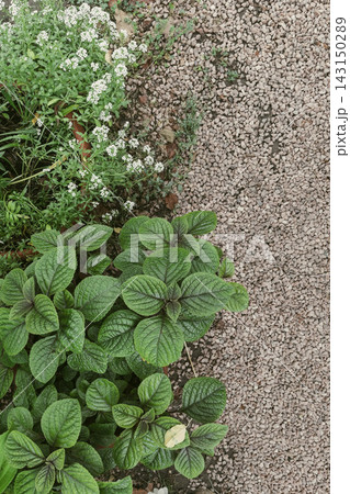 Green plants and white alyssum growing near gravel path top view Green plants and white alyssum growing near gravel path top view 143150289