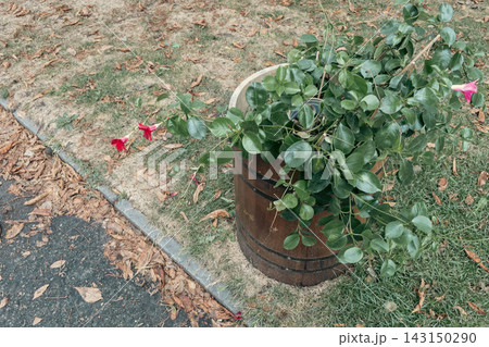 Mandevilla vine growing in a decorative wooden barrel planter outdoors 143150290
