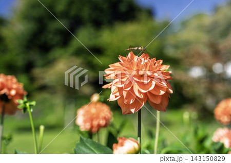 鮮やかに咲いたダリア(ダリヤ) 花にとまり羽を休めるトンボ 川西ダリヤ園 山形県川西町 鮮やかに咲いたダリア(ダリヤ) 花にとまり羽を休めるトンボ 川西ダリヤ園 山形県川西町 143150829