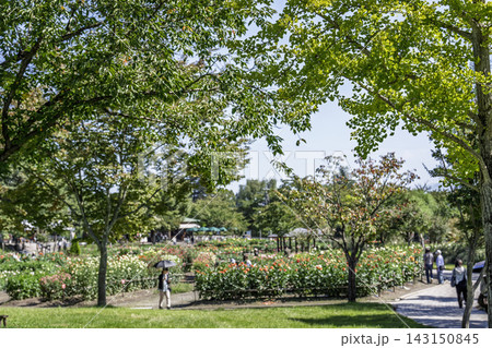 秋の公園 鮮やかに咲いたダリヤ園の風景 川西ダリア園 山形県川西町 秋の公園 鮮やかに咲いたダリヤ園の風景 川西ダリア園 山形県川西町 143150845