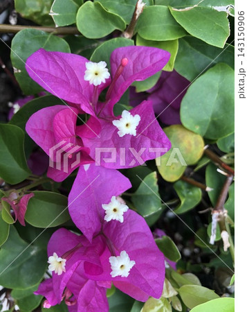 Purple bougainvillea bracts and white flowers Purple bougainvillea bracts and white flowers 143150906
