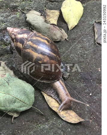 Large Land Snail Crawling Across Fallen Leaves in Zanzibar 143150992