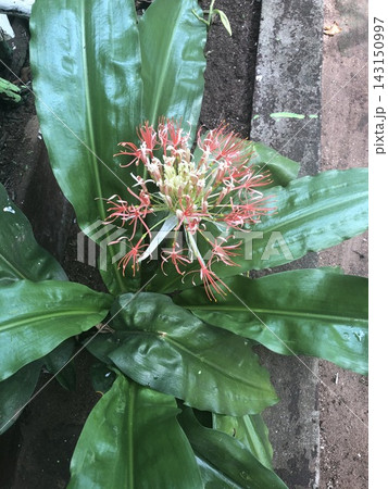Red and White Scadoxus Flower Cluster Among Broad Green Leaves Red and White Scadoxus Flower Cluster Among Broad Green Leaves 143150997