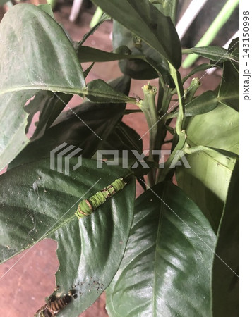 Green Caterpillar Resting on a Broad Tropical Leaf in Zanzibar Green Caterpillar Resting on a Broad Tropical Leaf in Zanzibar 143150998