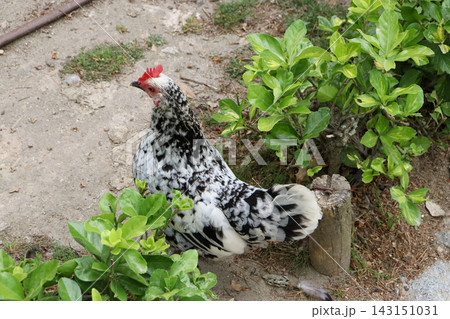 Speckled chicken walking through green shrubs and garden plants in a natural outdoor setting, showing colorful plumage and peaceful behavior in a quiet countryside or park environment. 143151031