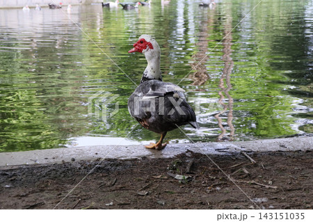 Muscovy duck standing on the edge of a calm pond with gentle ripples and green reflections from surrounding trees, creating a peaceful natural scene in a quiet park on a bright summer day. 143151035