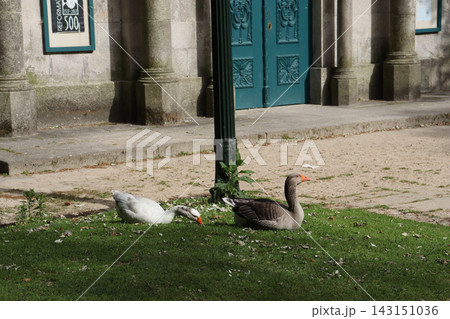 Domestic ducks resting on green grass beside a historic stone building in a public park. Peaceful urban wildlife scene with architecture, lawn and shaded surroundings. 143151036