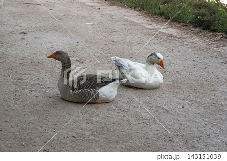 Goose and goose resting together on a gravel pathway in a public park. Peaceful pair of domestic waterfowl relaxing outdoors in soft daylight with a calm natural atmosphere. 143151039