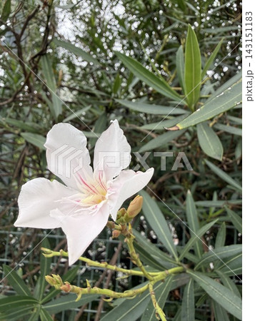 淡いピンク色の花を咲かせるキョウチクトウ 淡いピンク色の花を咲かせるキョウチクトウ 143151183