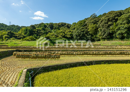 日本の田園風景。青空の下、緑の山と広がる水田が織りなす季節感あふれる景色。 143151296