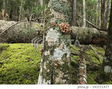 苔むした森の樹木に生えるナラタケ 苔むした森の樹木に生えるナラタケ 143151477