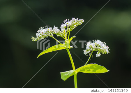 蕎麦畑の花びら 蕎麦畑の花びら 143151549
