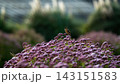 秋のフジバカマにとまるノビタキ 143151583