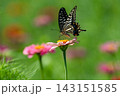 淡いピンクのジニアで吸蜜するアゲハ蝶 143151585
