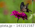 鮮やかなピンクのジニアで吸蜜するアゲハ蝶 143151587