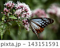 フジバカマで吸蜜するアサギマダラ 143151591