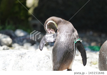 岩の上で休むペンギン 岩の上で休むペンギン 143151646