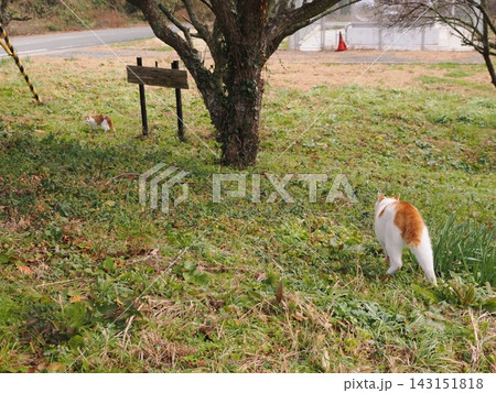 先住猫の追跡でおびえる可愛い猫 先住猫の追跡でおびえる可愛い猫 143151818