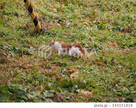 先住猫の追跡でおびえる可愛い猫 先住猫の追跡でおびえる可愛い猫 143151819