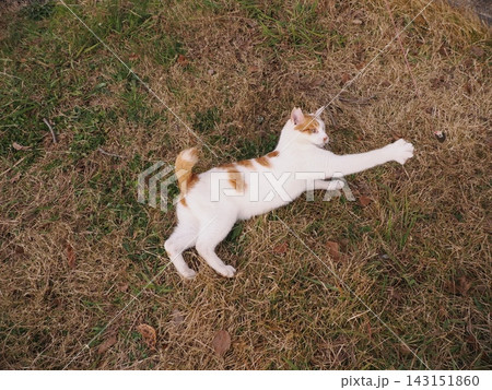 寝転ぶ猫 143151860